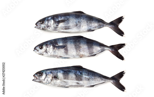 Mediterranean fish, Pilot fish, Pesce ombra, Naucrates ductor