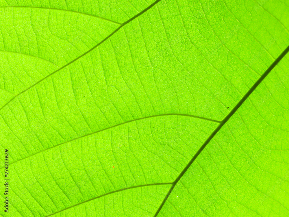 texture of green leaf texture of green leaf