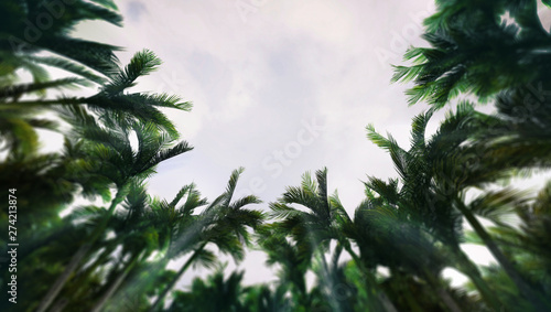 Tropical rain forest seen from below with palm tree vegetation  tropical untouched destination as 3D illustration copy space background