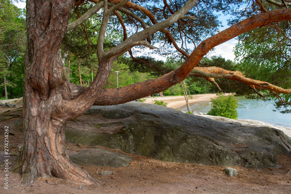 City public beach, a great place to relax in the forest park Ruissalo in the island part of the city of Turku in Finland on a summer day. Recreation and nature in Finland.