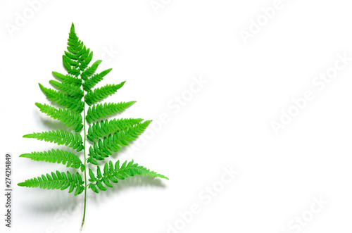 Top view of green tropical fern leaf on white background. Flat lay. Minimal summer concept. - Image © ireneromanova