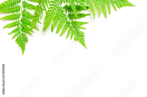 Top view of green tropical fern leaves on white background. Flat lay. Minimal summer concept. Сopy space. - Image