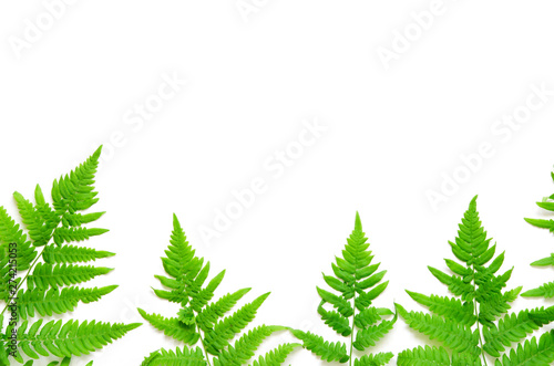 Top view of green tropical fern leaves on white background. Flat lay. Minimal summer concept.   opy space. - Image