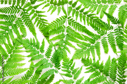 Top view of green tropical fern leaves on white background. Flat lay. Minimal summer concept. - Image