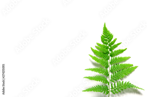 Top view of green tropical fern leaf on white background. Flat lay. Minimal summer concept. - Image © ireneromanova