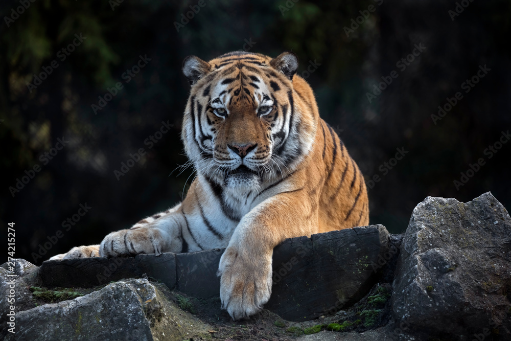 Siberian tiger on the beam. Latin name - Panthera tigris altaica Siberian tiger on the beam. Latin name - Panthera tigris altaica