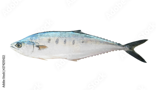 Foto Big fresh talang queenfish isolated on the white background