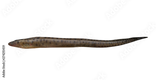 Brown moray eel isolated on white background
