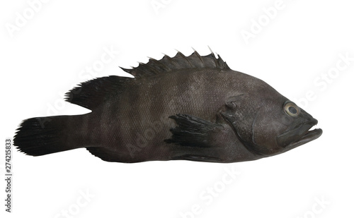 Black grouper fish isolated on white background