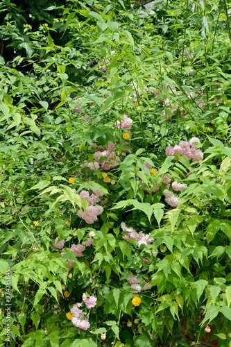 Wallpaper Mural green plants in the garden Torontodigital.ca