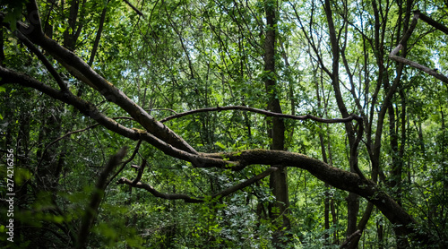 Single tree in forest