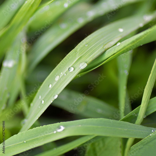 morning dew on young fresh grass
