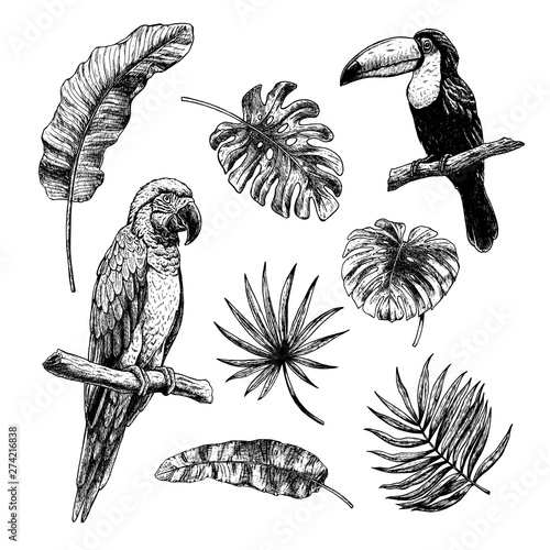 Drawing set of tropical leaves with birds toucan and macaw parrot. Vector sketch. Illustration on white background.