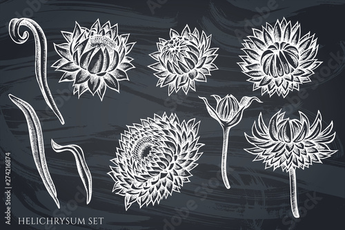 Vector set of hand drawn chalk helichrysum