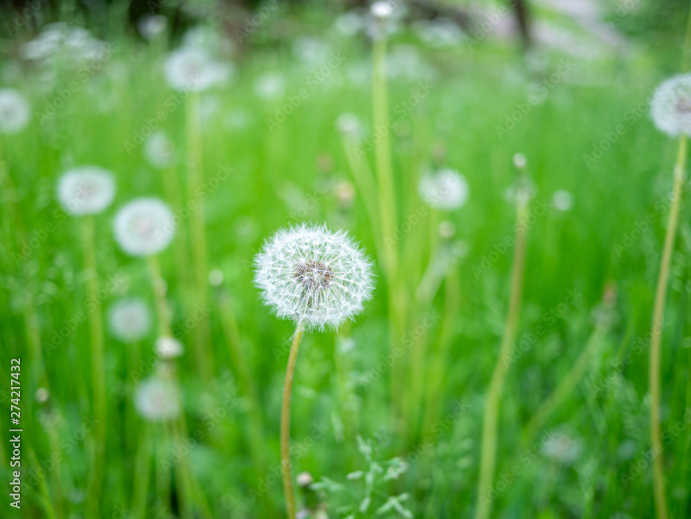 Image of beautiful dandelion on green meadow Image of beautiful dandelion on green meadow