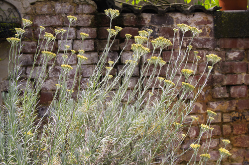 Yellow blooming curry plant (Helichrysum italicum) in german garden with old weathered brick wall background