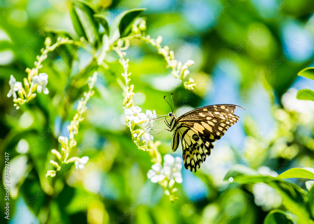 Obraz premium Butterfly and flower in the garden, Chiangmai Thailand