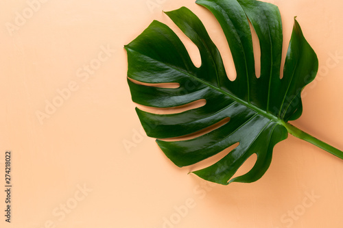 Tropical Jungle Leaf, Monstera, resting on flat surface, on peach background.