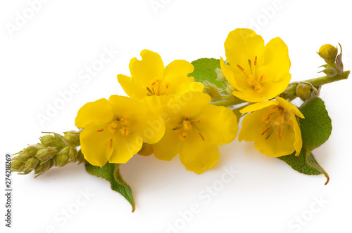 Verbascum, common mullein flower isolated on white background. Medicinal plant, alternative medicine.