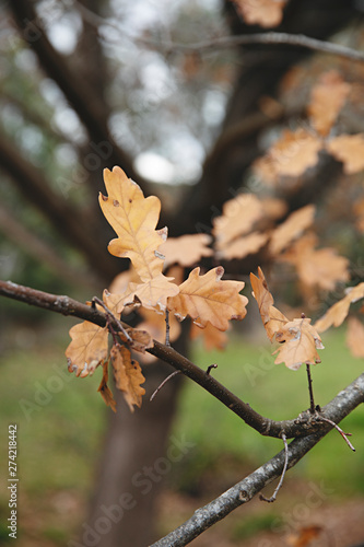 Close up of oak tree leaf in winter, fall, autumn
