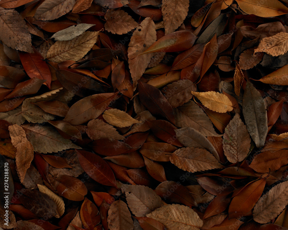 Dry leaf texture background