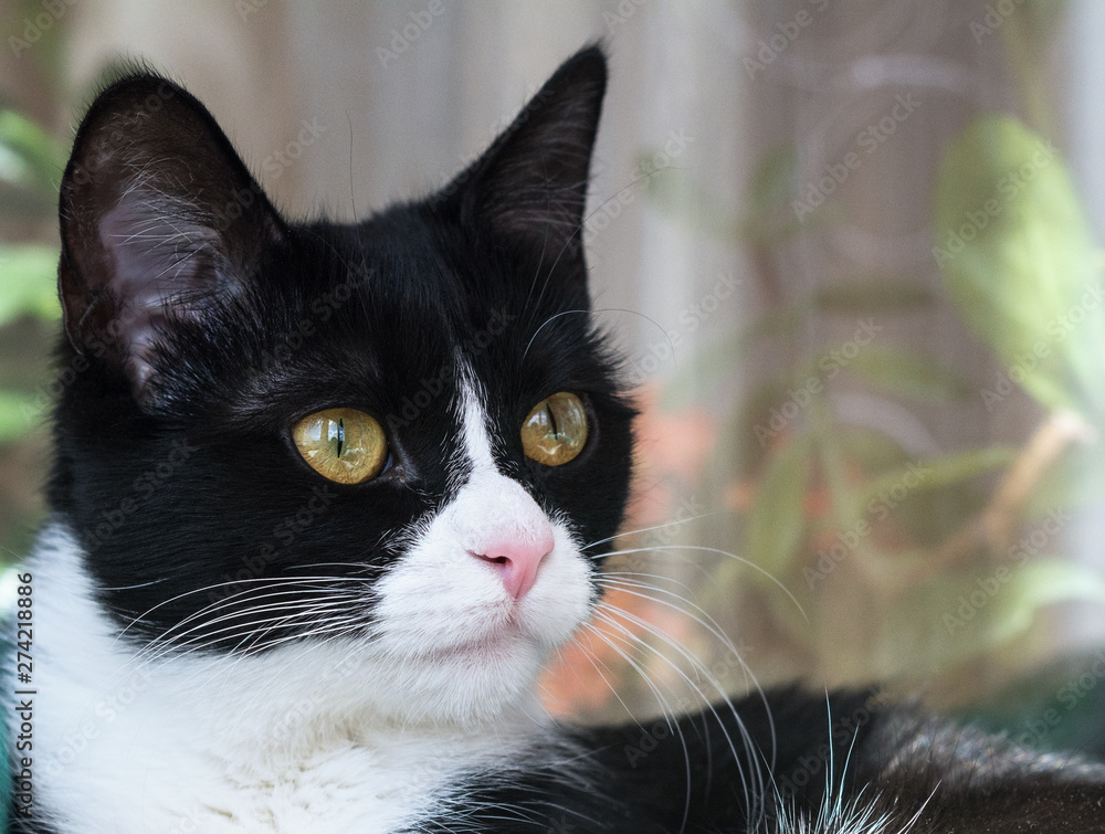 Portrait close-up of a young, beautiful black and white domestic cat. Attentive beast wary Portrait close-up of a young, beautiful black and white domestic cat. Attentive beast wary