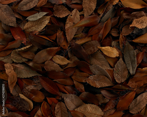 Dry leaf texture background © HRS