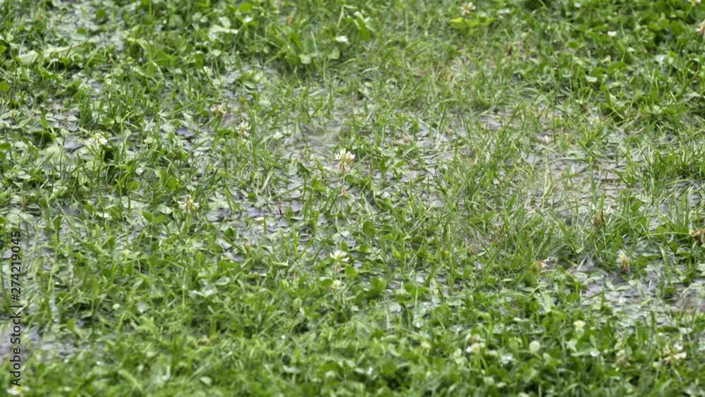Summer rain and wind storm - large water drops falls on the green grass, flooded area Summer rain and wind storm - large water drops falls on the green grass, flooded area