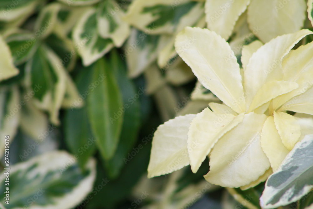 Obraz premium Spring flowers