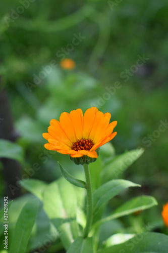 Blossoms of calendula. Orange flowers in garden. Herbal medicine