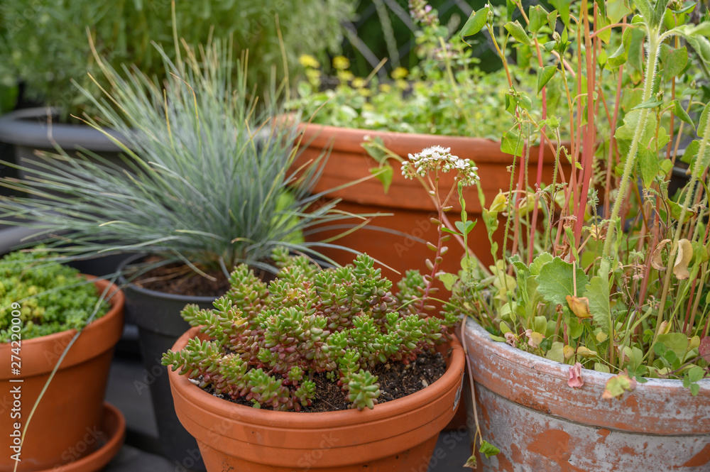 You see different plants in a garden, which provide food for bees and other insects. You see different plants in a garden, which provide food for bees and other insects.