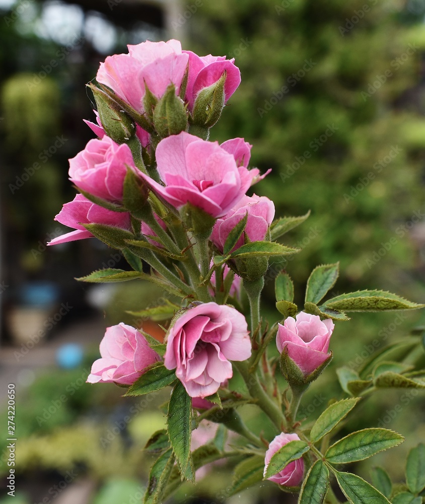 Fototapeta premium Mini rose pink close up thailand