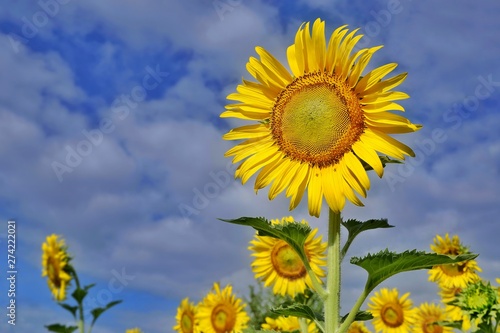 Close up sunflowers are blooming and blurred white clouds with blue sky background in sunny day