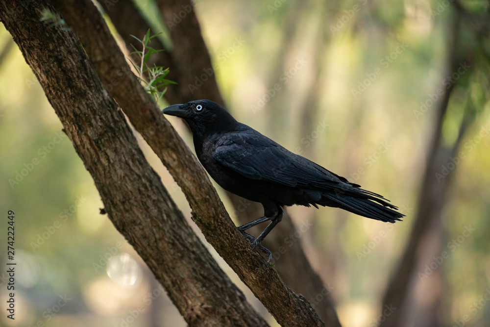 Australian Raven Australian Raven