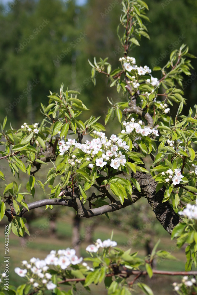 Fototapeta premium Orchard