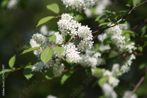 Spring flowers