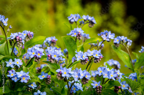 Blue flowers. Blue flowers in the forest. Spring blue flowers in the forest. Spring flowers of blue color, Blue spring flowers with dark blurry background. Spring flowers. Mountain spring blue flowers