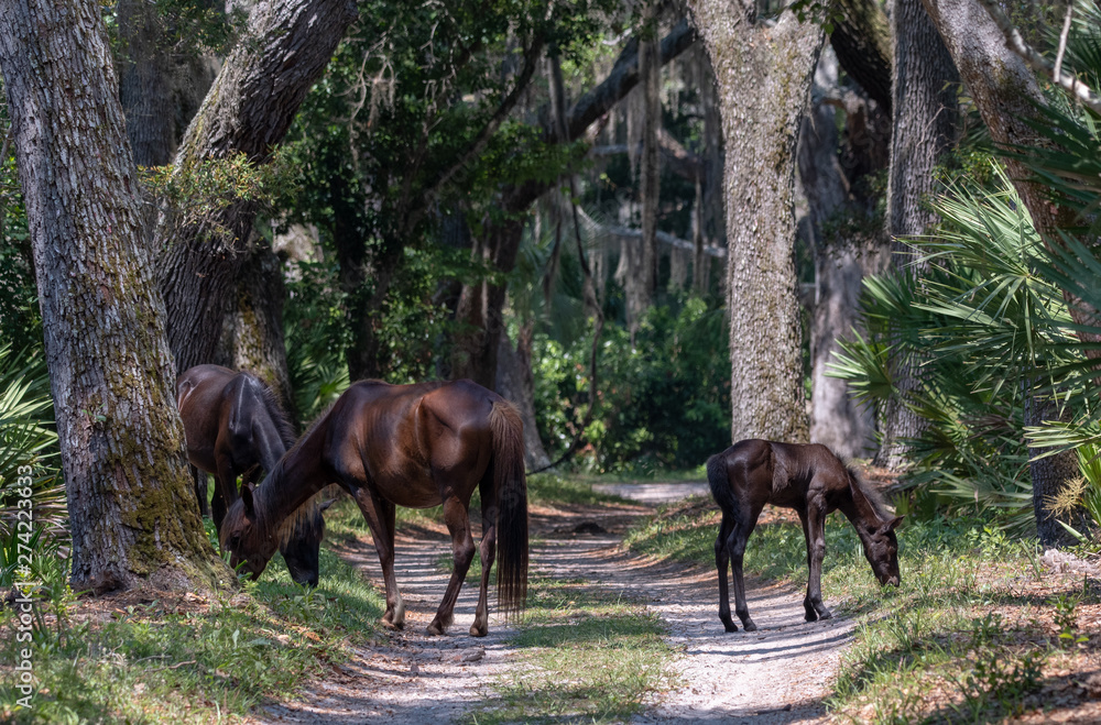 Wild horses at Cumberland Island National Seashore Wild horses at Cumberland Island National Seashore
