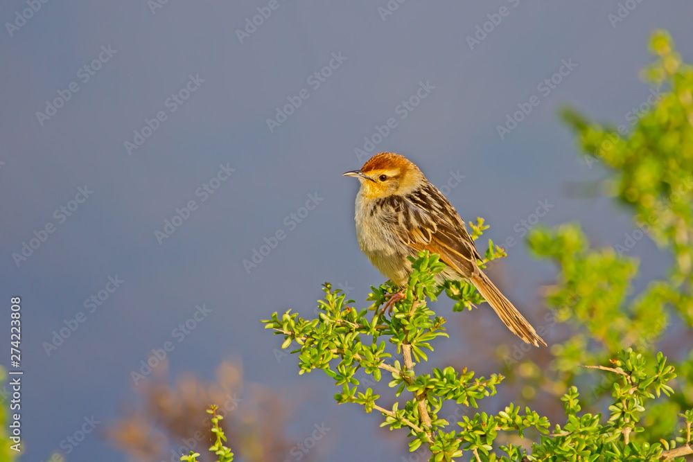 Small cisticola bird perched on bush Small cisticola bird perched on bush