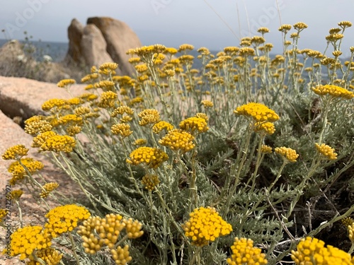 Fleur d'Immortelle