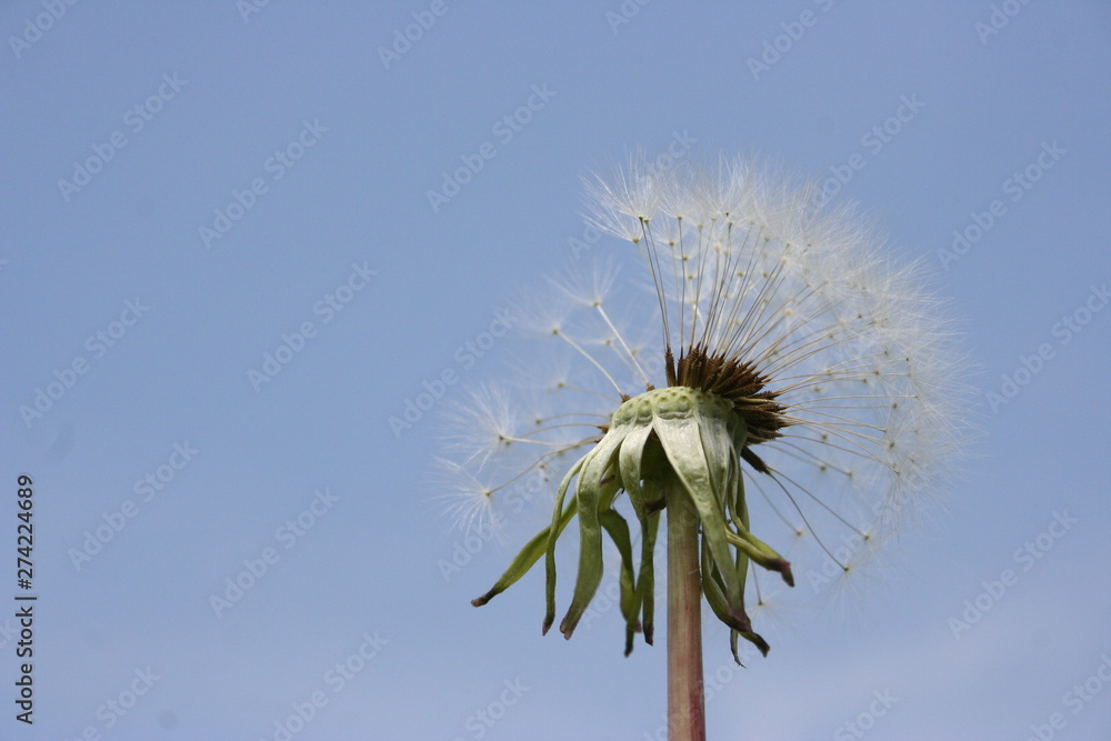 Fototapeta premium Pusteblume