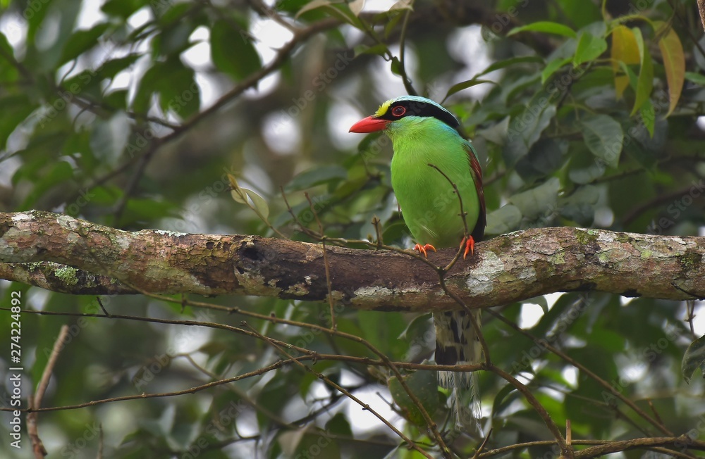 Obraz premium The Common Green magpie looking for the fly animal 