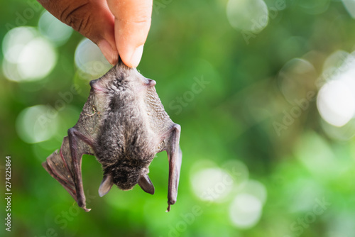 Man holding baby flying bat, trying to teach it to fly photo