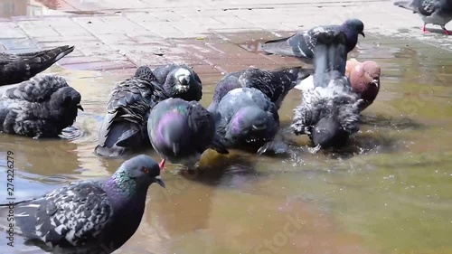 Wild pigeons swimming in a puddle on the pavement in the city after the rain, close-up