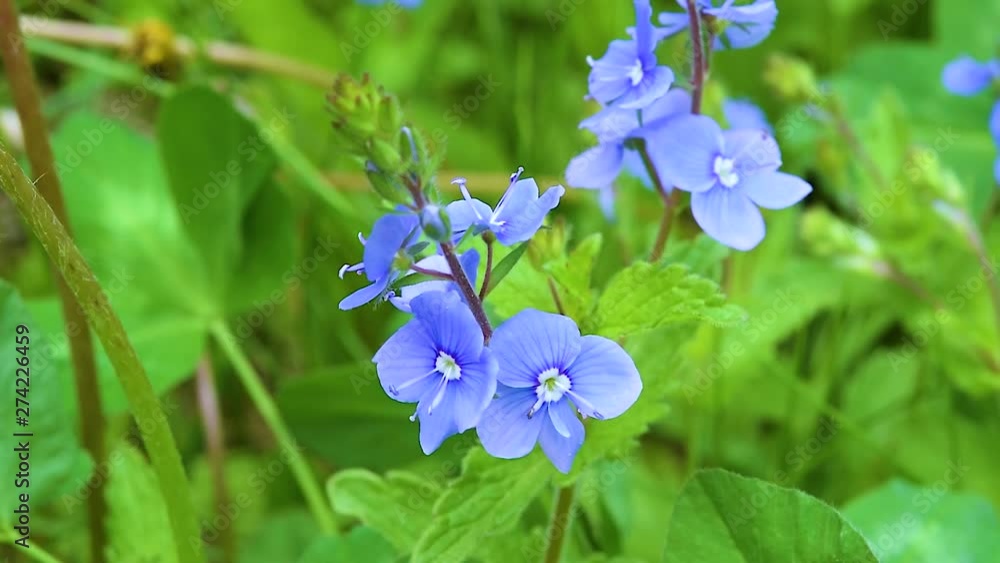 Blue forest, wildflowers in green grass close-up, beautiful natural background Blue forest, wildflowers in green grass close-up, beautiful natural background