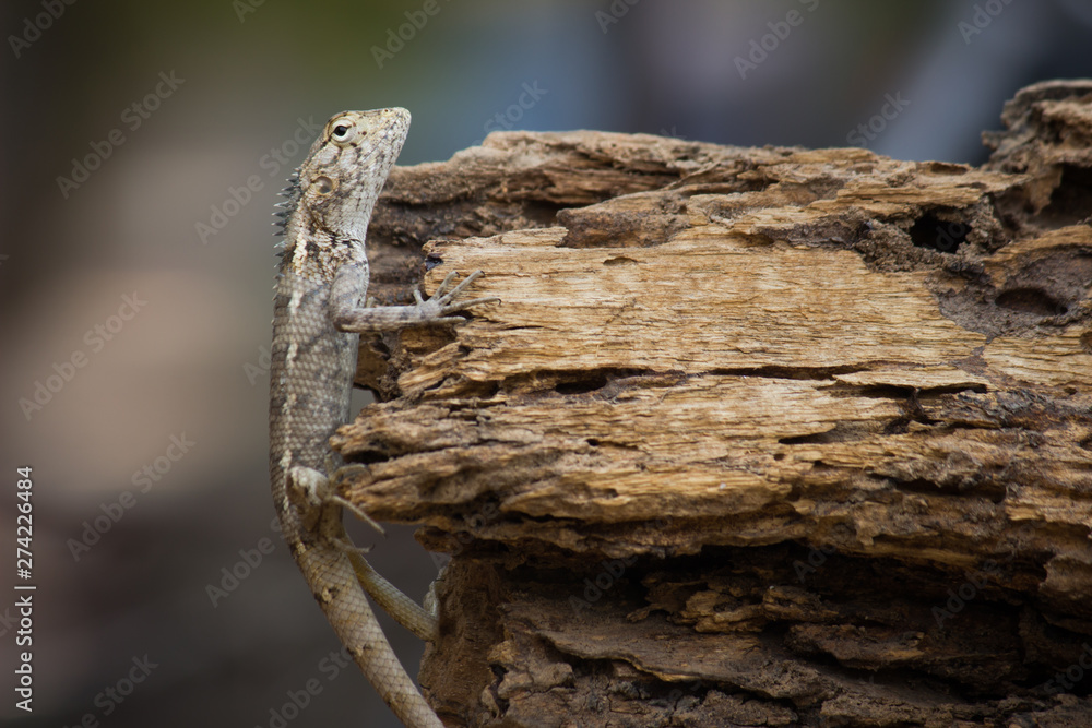 Garden Lizard hanging on to the wood Garden Lizard hanging on to the wood