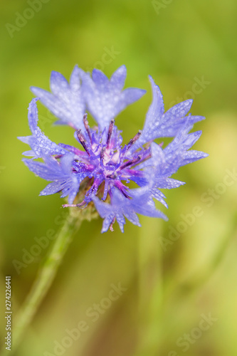 Blue bachelor button flowers with dew drops - cornflower  centaurea cyanus - in the wild  on a sunny day