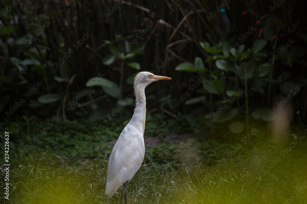 Beautiful Portrait of a Cattle Egretin its natural habitat in a soft blurry background Beautiful Portrait of a Cattle Egretin its natural habitat in a soft blurry background