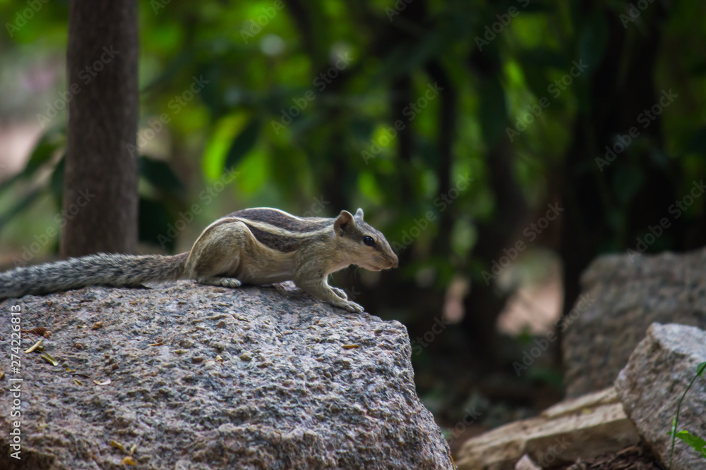 Beautiful Portrait of a Squirrel on the Rock against a soft green blurry background Beautiful Portrait of a Squirrel on the Rock against a soft green blurry background