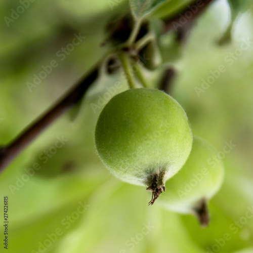 green young apples grow on a branch in the garden